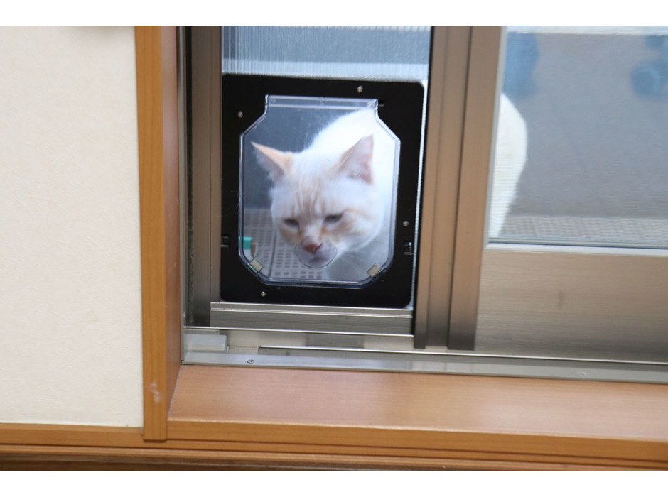 ねこDIY：網戸に猫ドアをつける