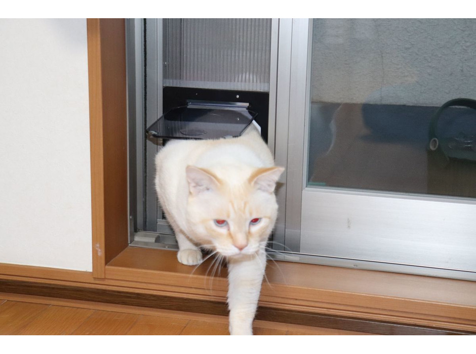 ねこDIY：網戸に猫ドアをつける