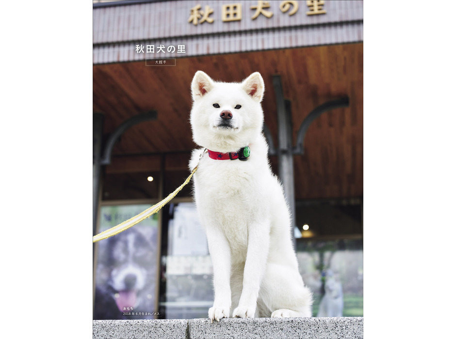 秋田犬を知るムック本 ラ・クラ別冊『秋田犬と。』、川口印刷工業より刊行