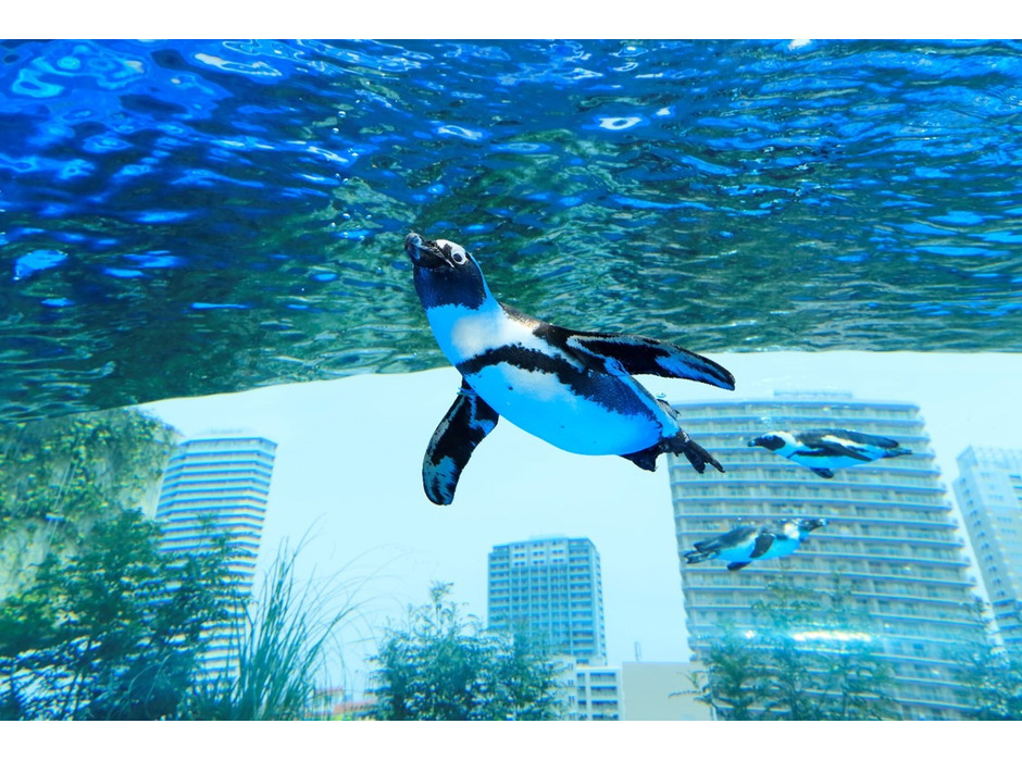 サンシャイン水族館 、「みんなで考えよう！世界ペンギン・カワウソの日」を開催