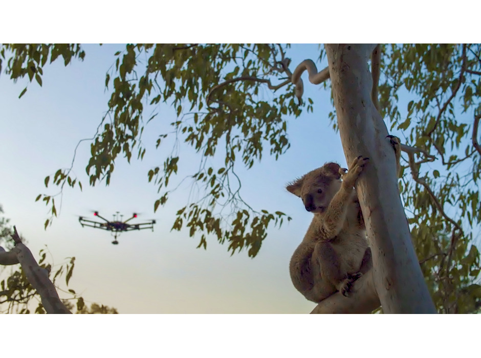 コアラを絶滅から救え…DJIのドローンとAIが活躍