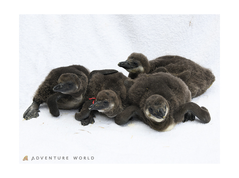 アドベンチャーワールドで4羽のケープペンギンの赤ちゃんが誕生