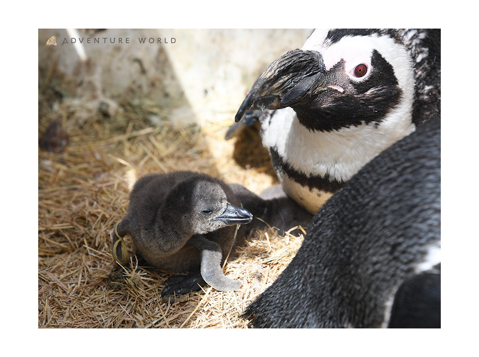 アドベンチャーワールドで4羽のケープペンギンの赤ちゃんが誕生