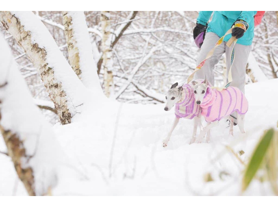 星野リゾート リゾナーレ八ヶ岳の愛犬と泊まれるプラン「八ヶ岳ペット旅」