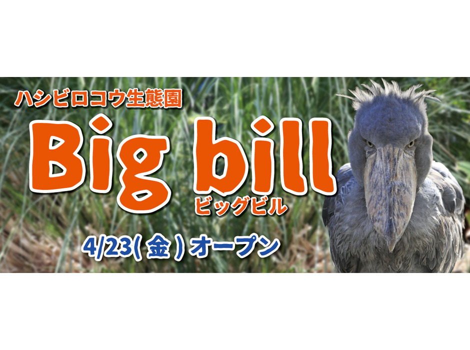 神戸どうぶつ王国、ハシビロコウの新エリア「Big bill」オープン