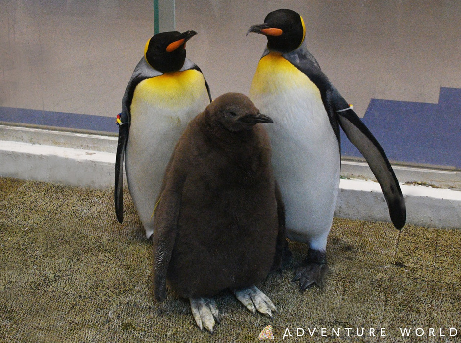 アドベンチャーワールド、2年連続キングペンギンの人工授精に成功