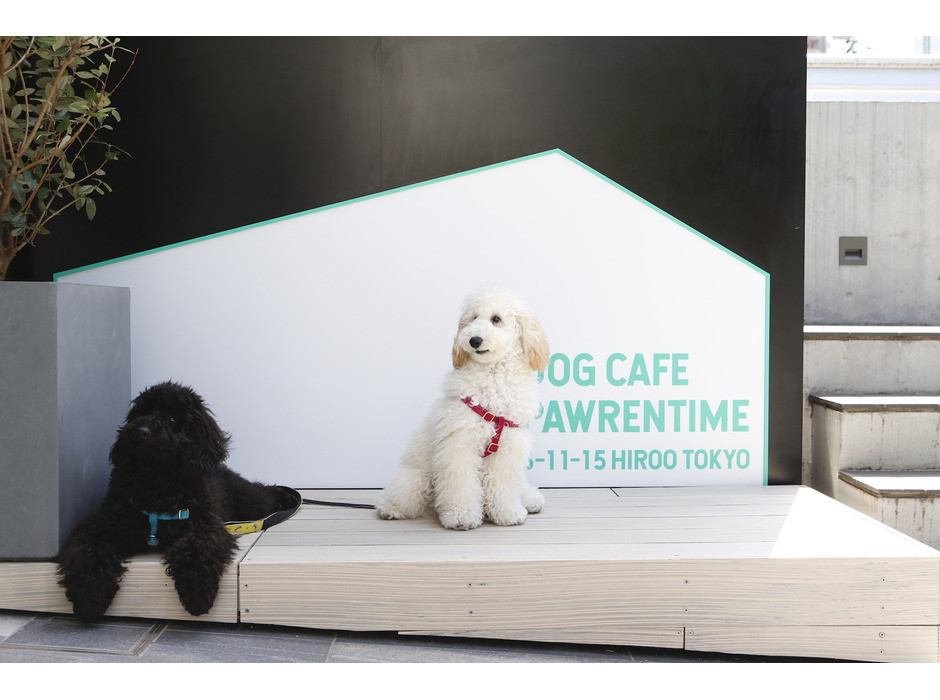 ドッグカフェ「Dog Cafe Pawrentime」オープン