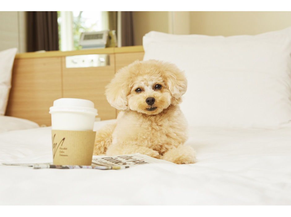 プリンスホテル、愛犬と一緒にワーケーションができるプランを販売