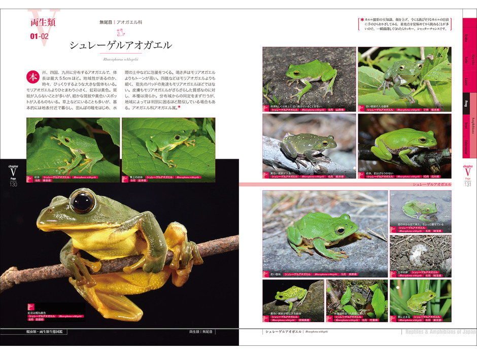 誠文堂新光社「増補改訂 日本の爬虫類・両生類 生態図鑑」