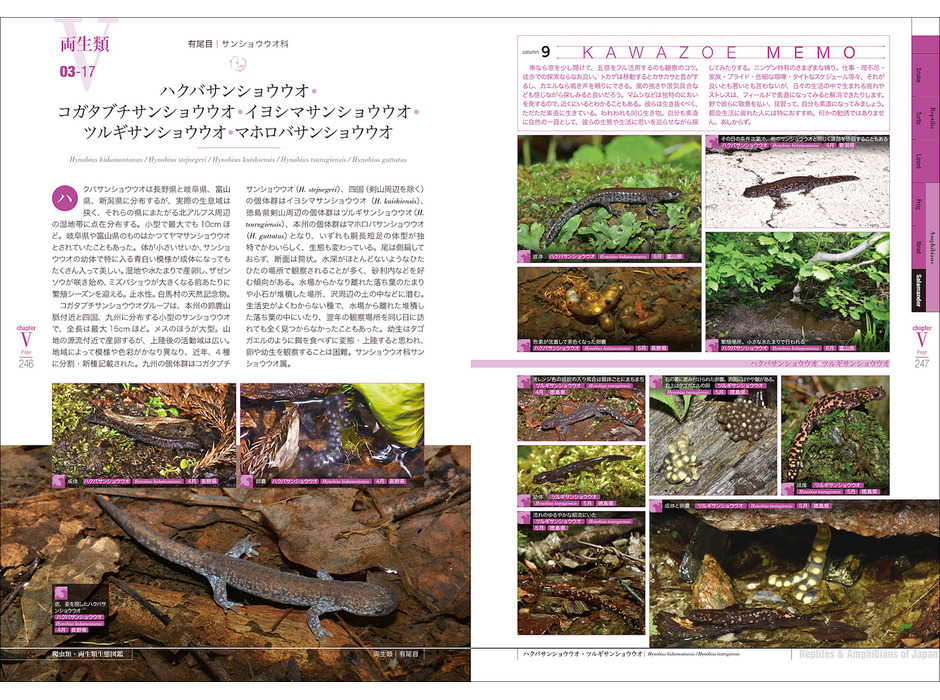 誠文堂新光社「増補改訂 日本の爬虫類・両生類 生態図鑑」