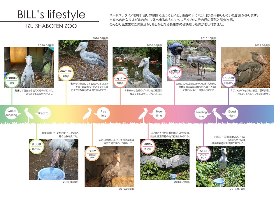伊豆シャボテン動物公園、世界最高齢で大往生のハシビロコウ「ビル」を剥製標本として展示