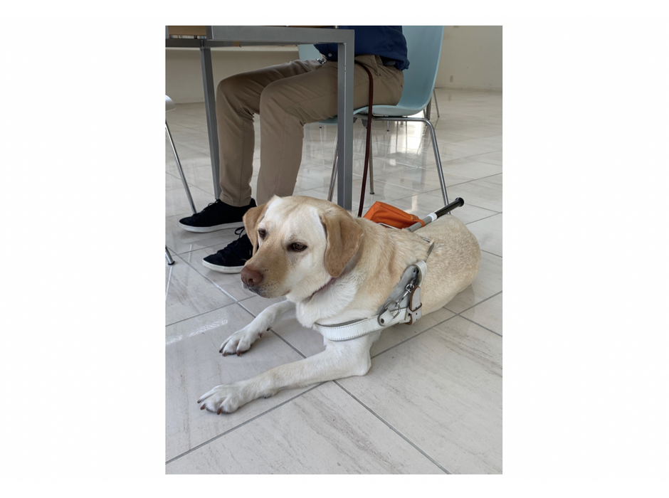 日本盲導犬協会、2020年度盲導犬ユーザー受け入れ拒否の実態を報告