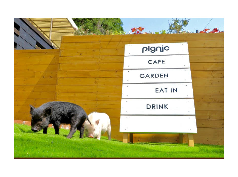 マイクロブタと触れ合える牧場体験型カフェ「pignic farm&cafe」プレオープン
