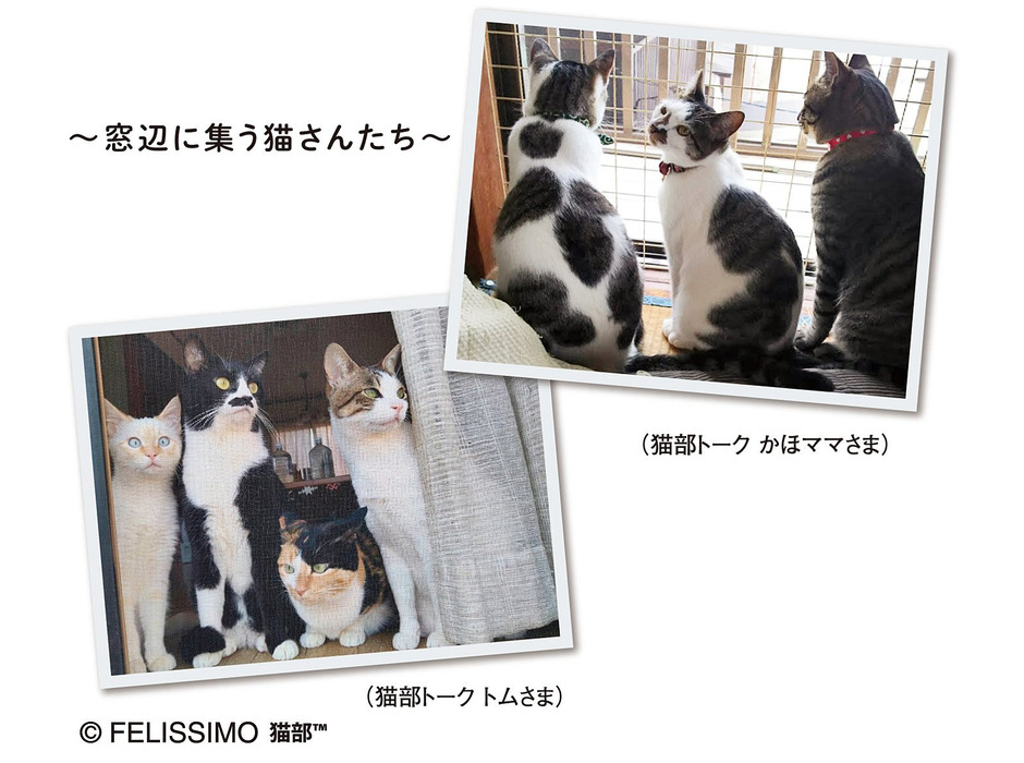 フェリシモ、“猫あるある”シーンを再現した「ふり向く猫のメッシュA4ファイルポーチ」を発売