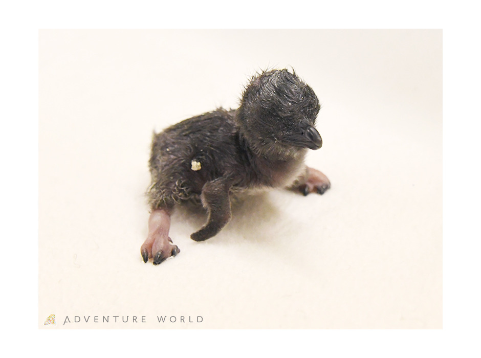 アドベンチャーワールドで初となるフェアリーペンギンの赤ちゃんが誕生