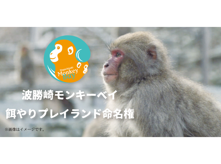 ニホンザル300匹を救う「波勝崎モンキーベイ誕生プロジェクト」