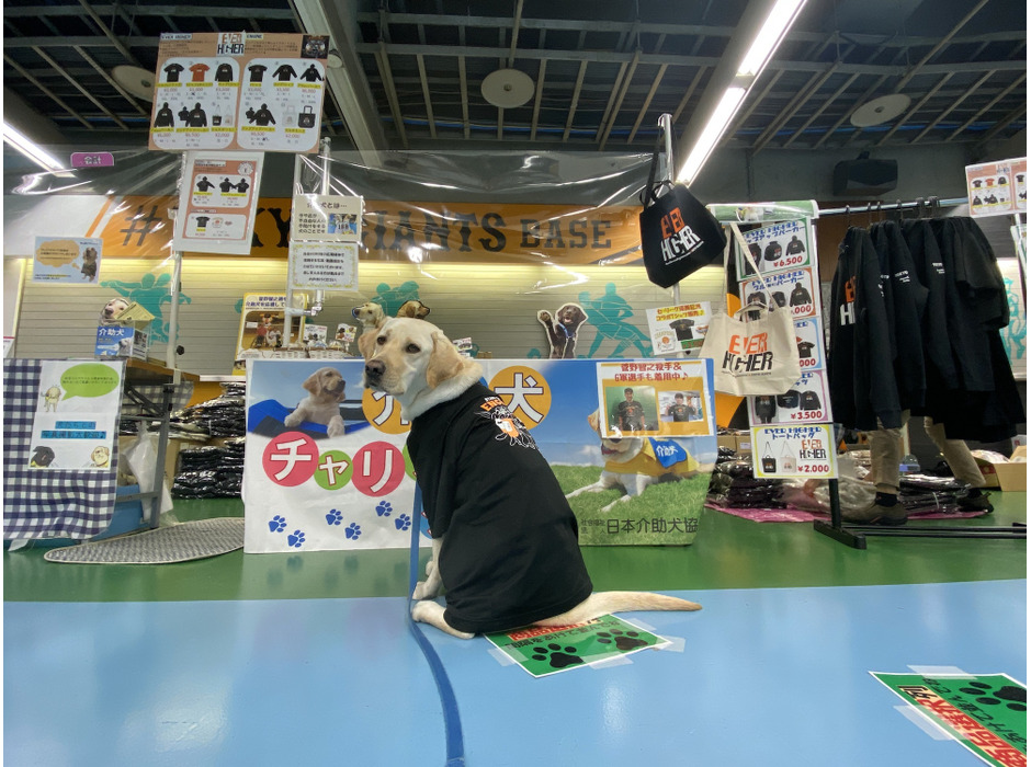 日本介助犬協会、読売ジャイアンツ球場に介助犬ブースを初出展