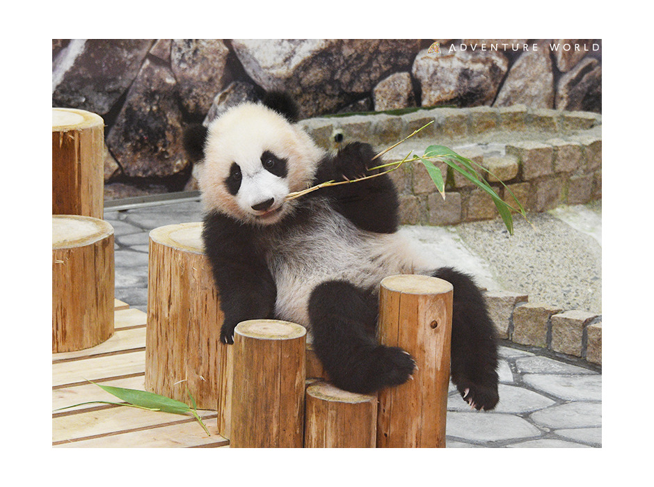 パンダの赤ちゃん・楓浜へ、工夫して遊べる新しい遊具をプレゼント