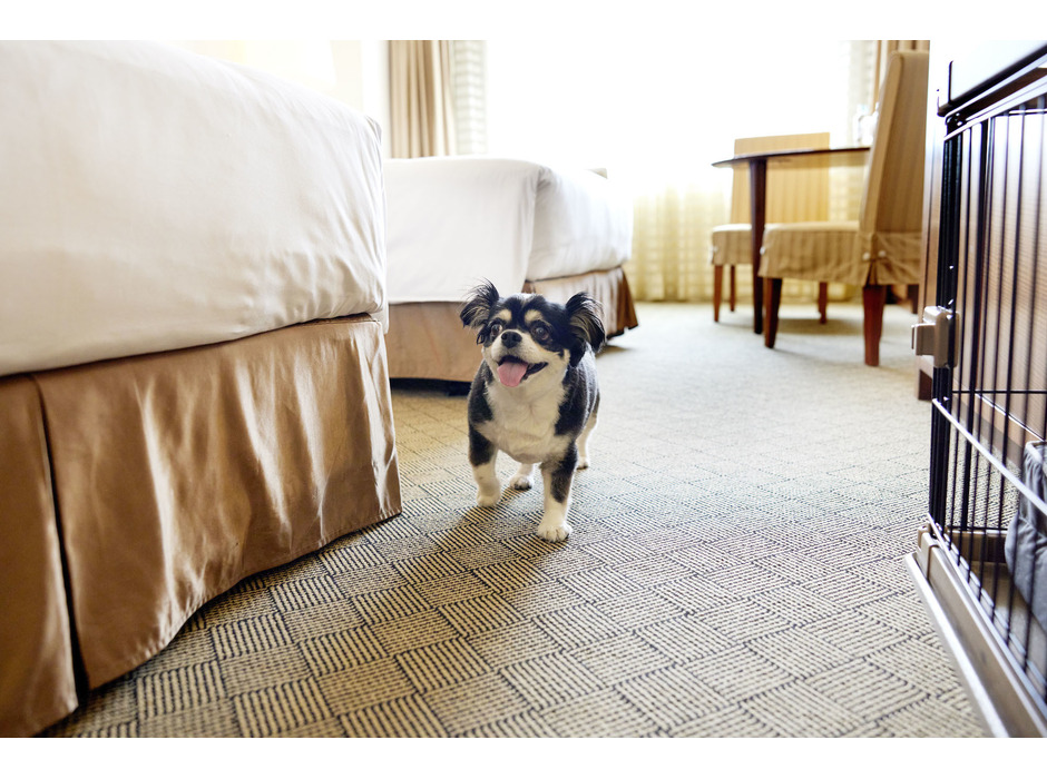 都ホテル 岐阜長良川、愛犬と過ごす「ドッグステイプラン」を発売