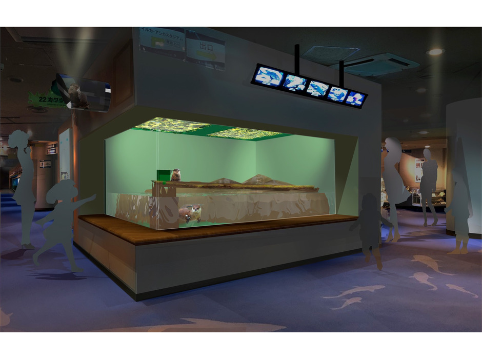 しながわ水族館、開館30周年特別展「にょろにょろ展」開催＆コツメカワウソの新展示スタート