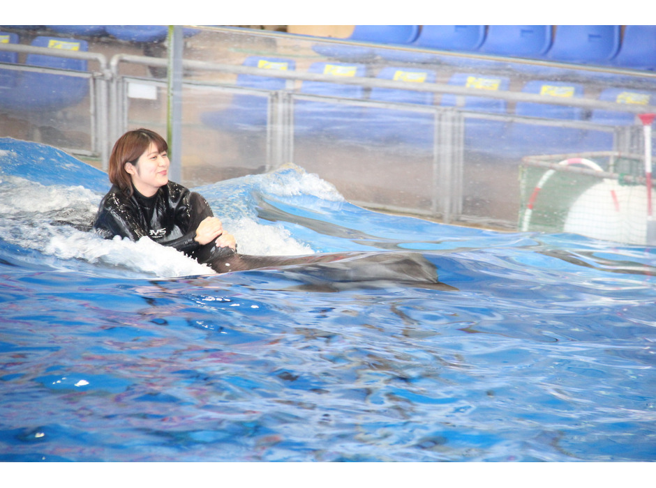 イルカたちと触れ合える夏期限定イベント「イルカと泳ごう2021」開催