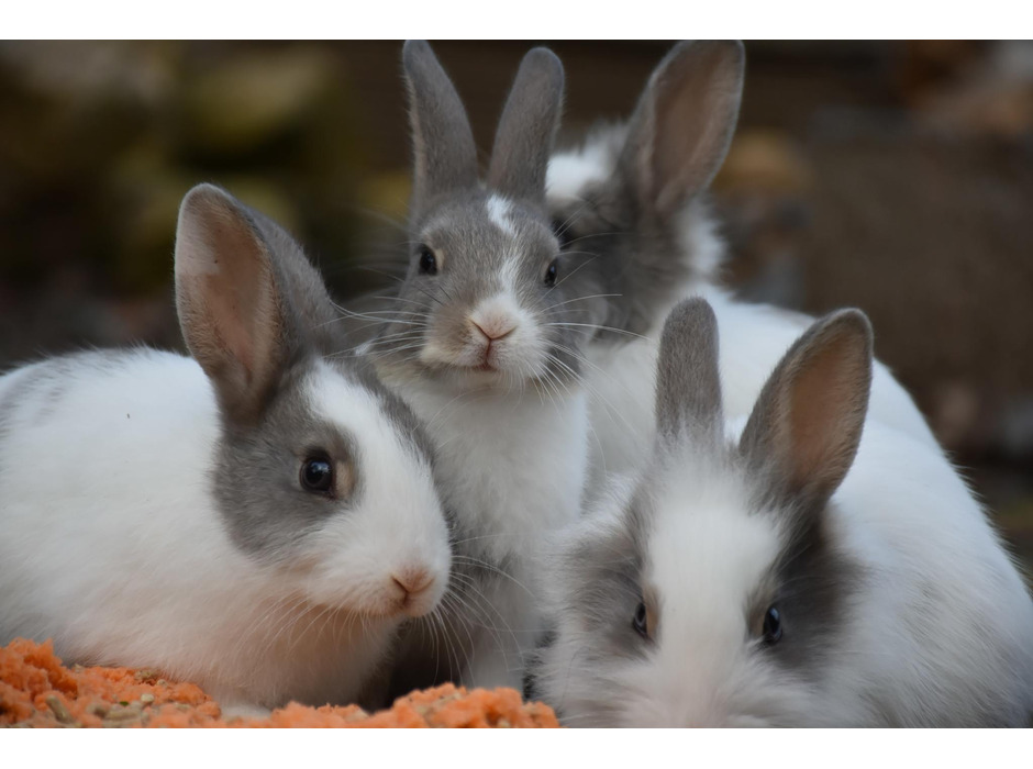 兎出血病（RHD）ウイルスはペットのウサギも感染する
