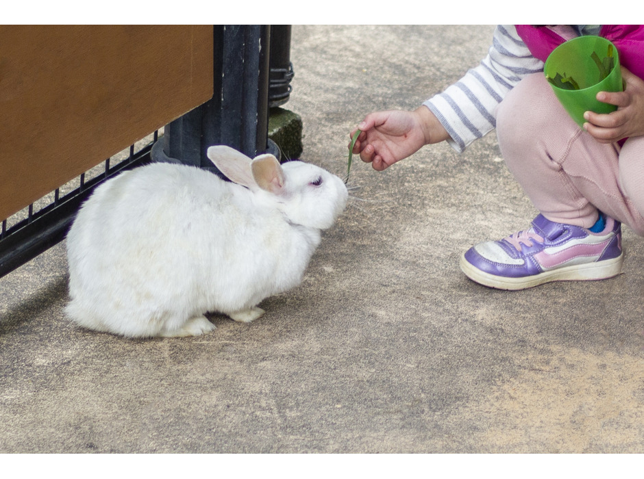 ウサギの飼い主は、動物園等で他のウサギと触れ合った後で手洗いに努めたい
