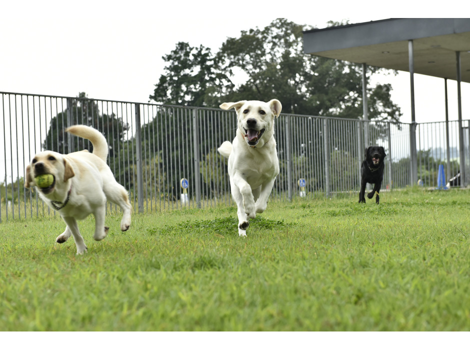 日本盲導犬協会では、犬たちの育成を「訓練」ではなく「education = 教育」と呼ぶ