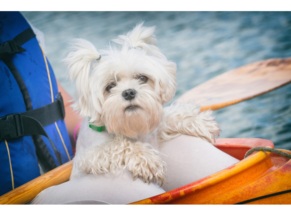 琵琶湖マリオットホテル、「ドッグフレンドリールーム」オープン記念「愛犬と楽しむカヤック体験付プラン」を発売