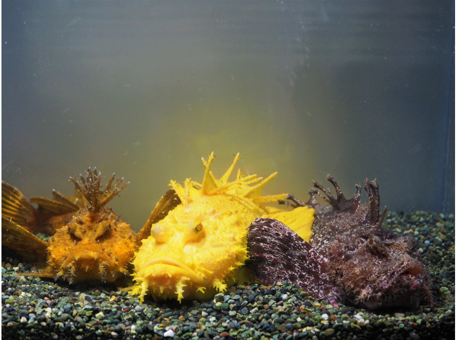 金・銀・銅の色をした3匹のオニオコゼ、サンシャイン水族館にて期間限定展示スタート