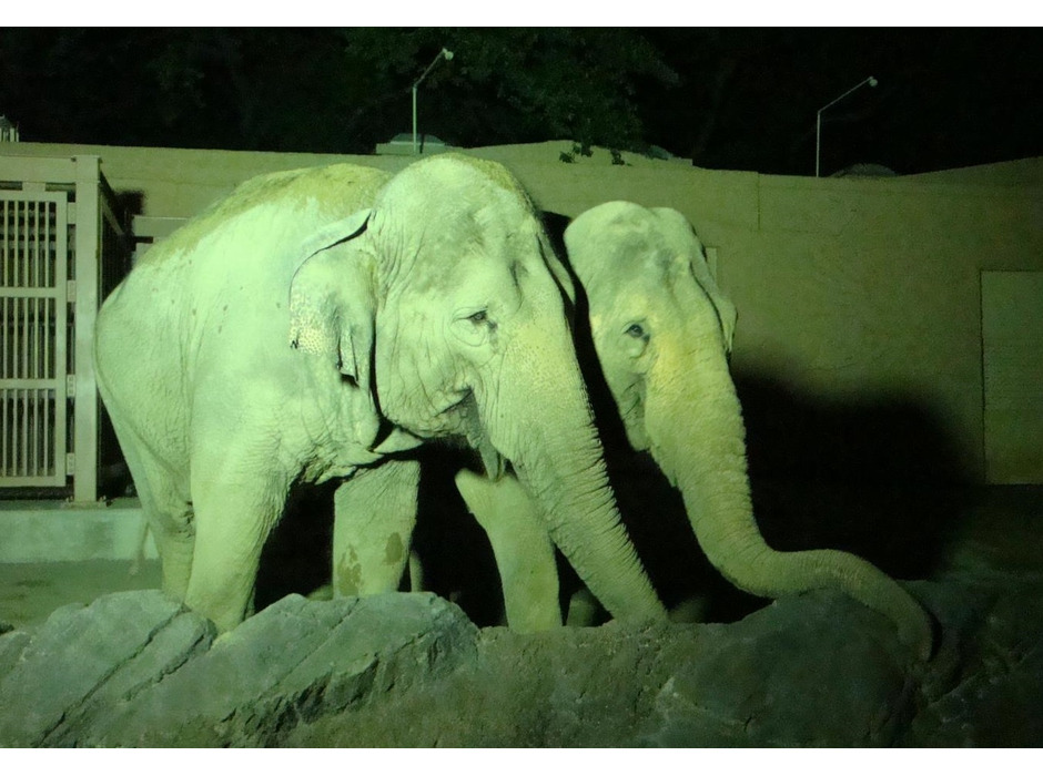 日立市かみね動物園、夏の恒例イベント「夜の動物園」を2年振りに開催
