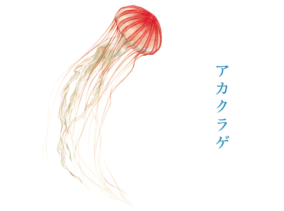 加茂水族館が「雨空を泳ぐクラゲの傘」を監修