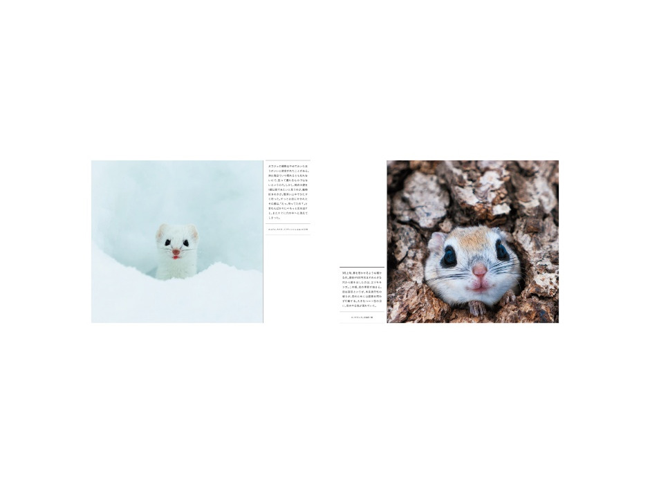 写真集『動物たちのしあわせの瞬間 増補版』、日経ナショナル ジオグラフィック社より刊行