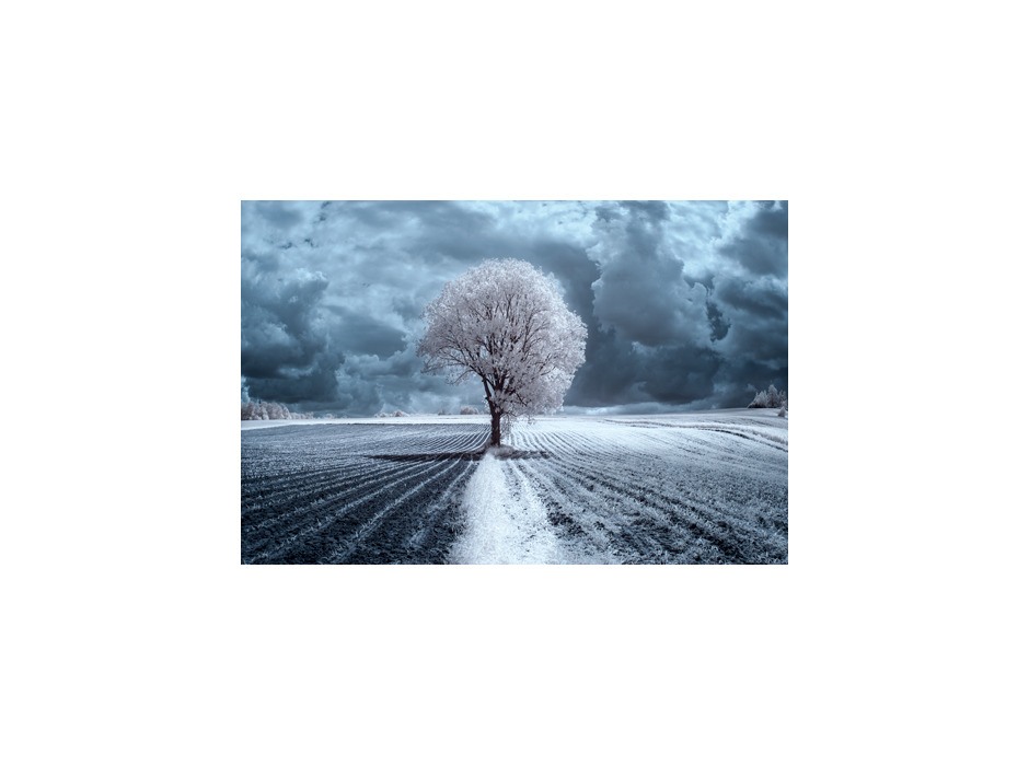 赤外線を利用した写真 「The Trees」（撮影：Przemysław Kruk）