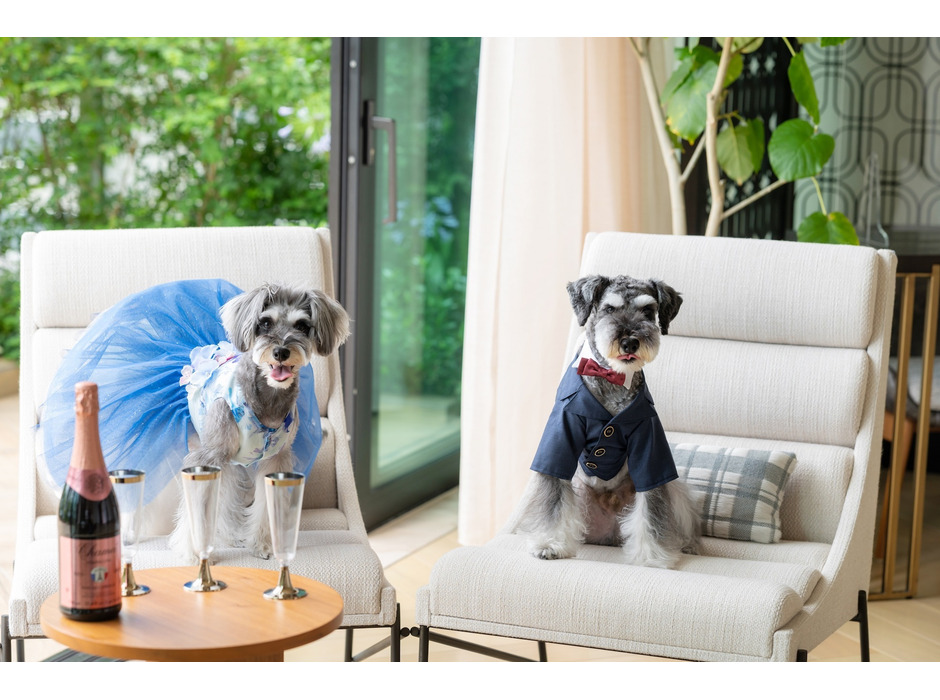エコドレス生地を活用した犬用の衣裳ブランド「DreSSED ONE」発売