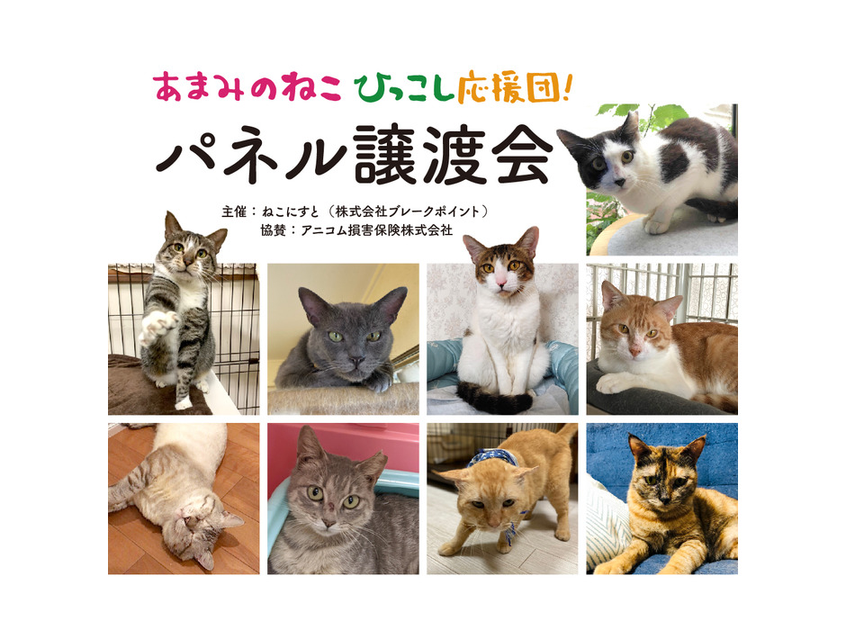 「ねこにすと37～シブ猫篇～」「いぬにすと～シブ犬篇～」渋谷マルイにて開催