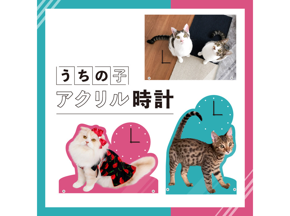 「ねこにすと37～シブ猫篇～」「いぬにすと～シブ犬篇～」渋谷マルイにて開催