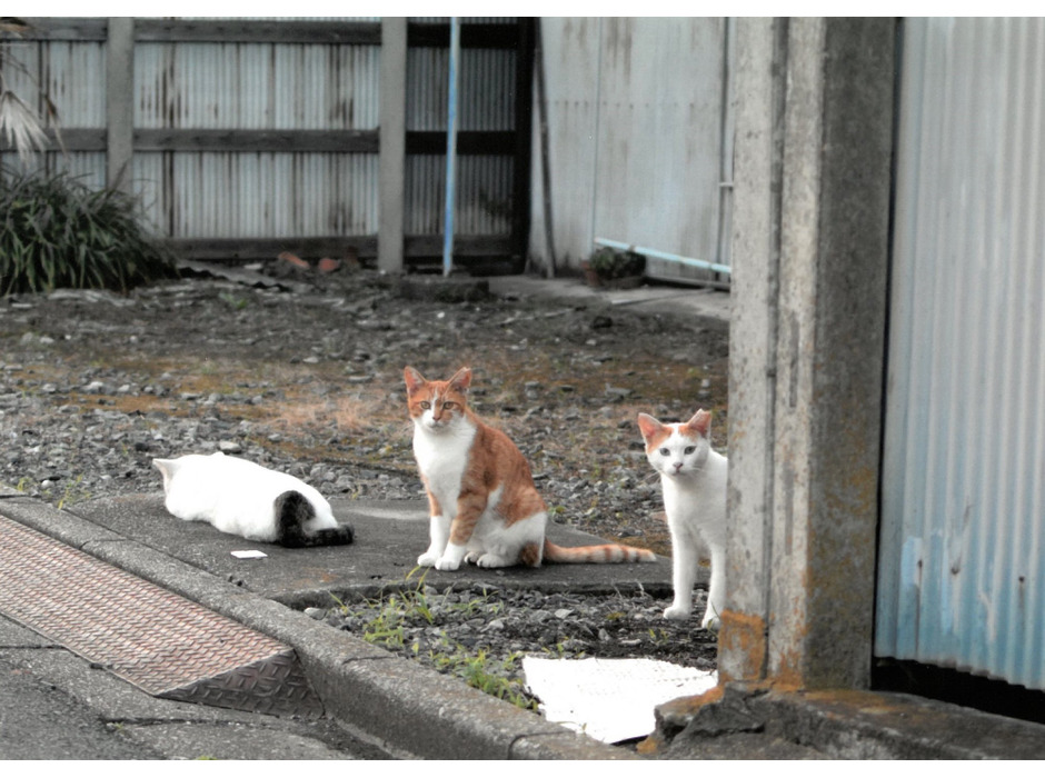 「大佛次郎×ねこ写真展2022」開催に向け猫写真の募集を開始