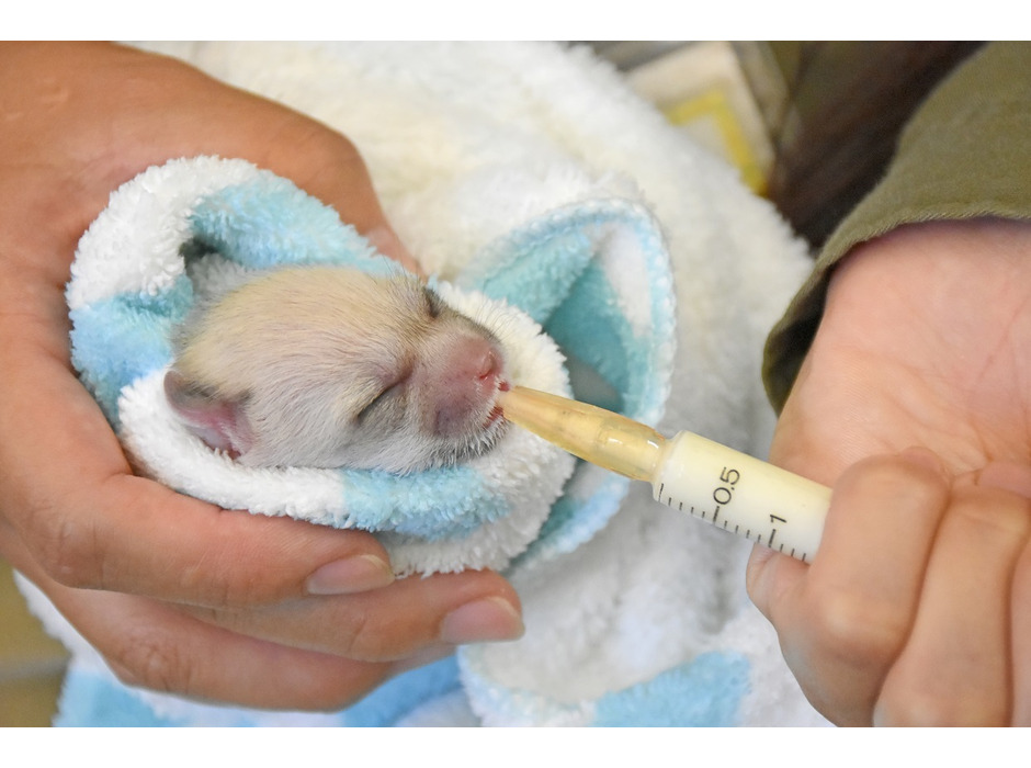 伊豆シャボテン動物公園で誕生した、フェネックの赤ちゃん