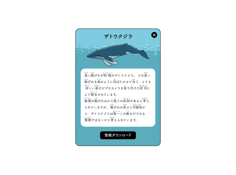 クジラの生態を楽しく学べるクイズサイト公開