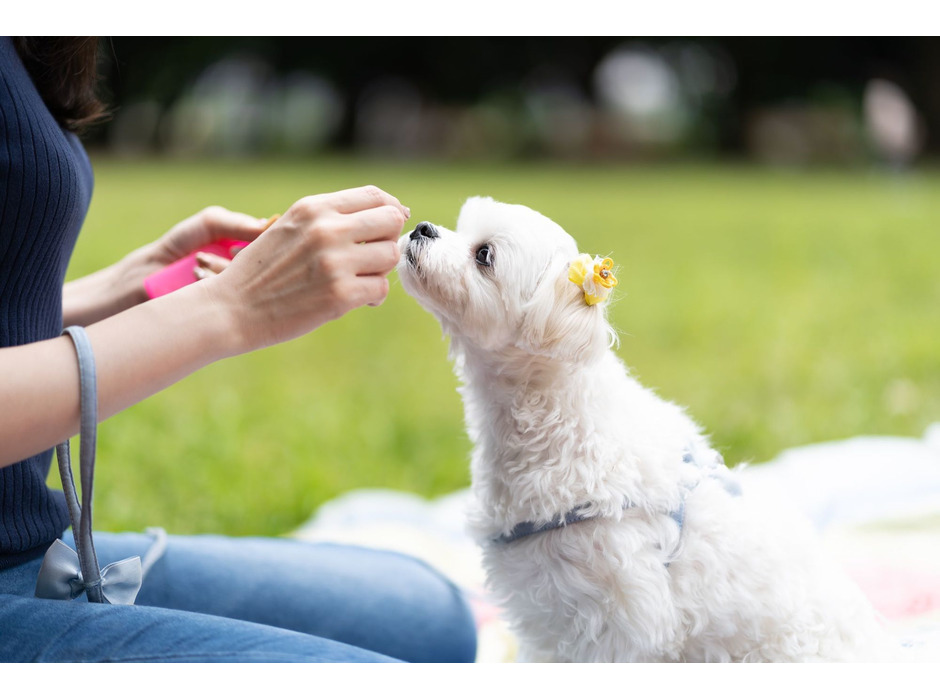 九州ペットフード、愛犬用「おいしいふりかけ」を「Q-Petふりかけ」にリニューアル