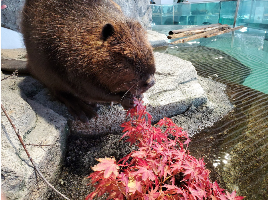 スーパーマーケットと生き物ミュージアムが連携、売場に並ばない廃棄食材を動物の給餌に活用