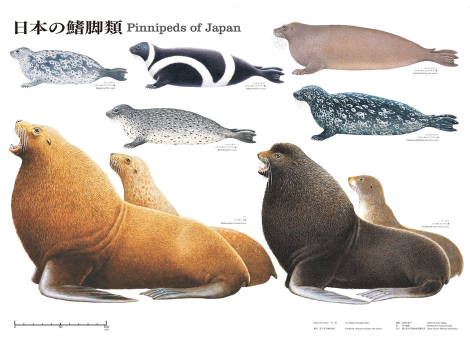 国立科学博物館オリジナル大判ポスター「日本の鰭脚類」発売