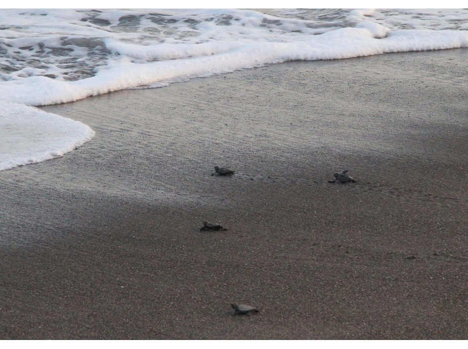 鴨川シーワールドが保護したアカウミガメの卵が孵化、東条海岸より放流