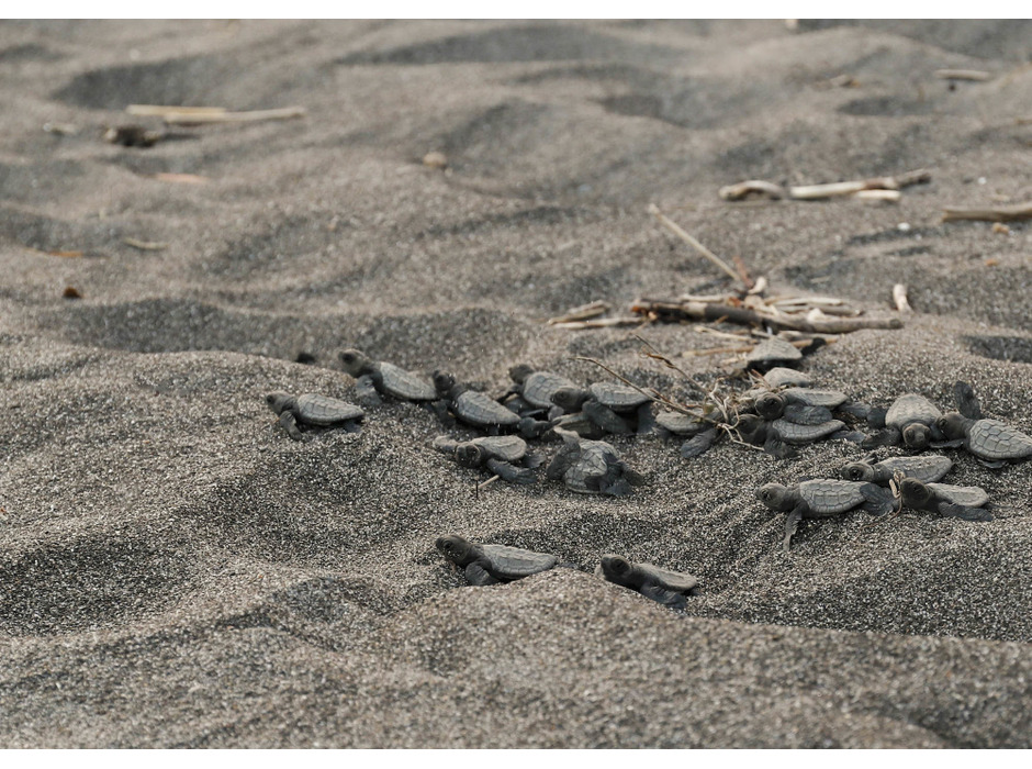 鴨川シーワールドが保護したアカウミガメの卵が孵化、東条海岸より放流