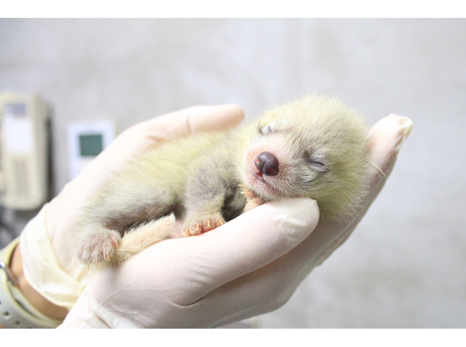 静岡市立日本平動物園でレッサーパンダの赤ちゃんが誕生