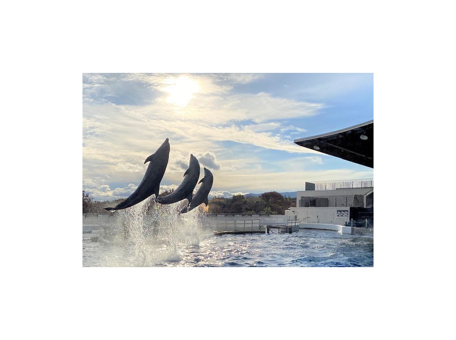京都水族館、「無観客イルカパフォーマンス」をライブ中継