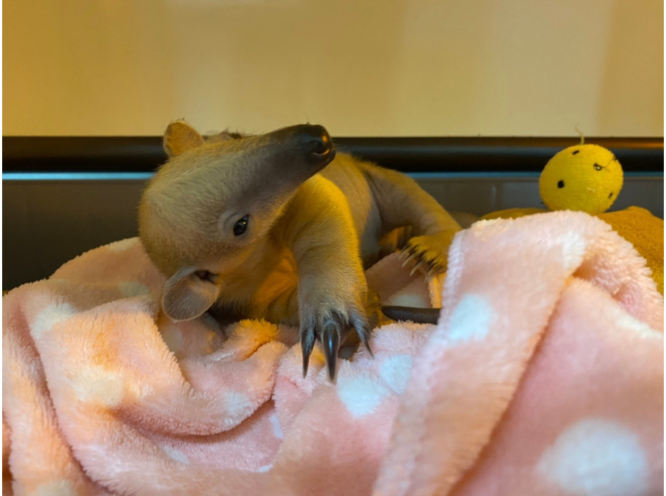 伊豆シャボテン動物公園でミナミコアリクイの赤ちゃん誕生