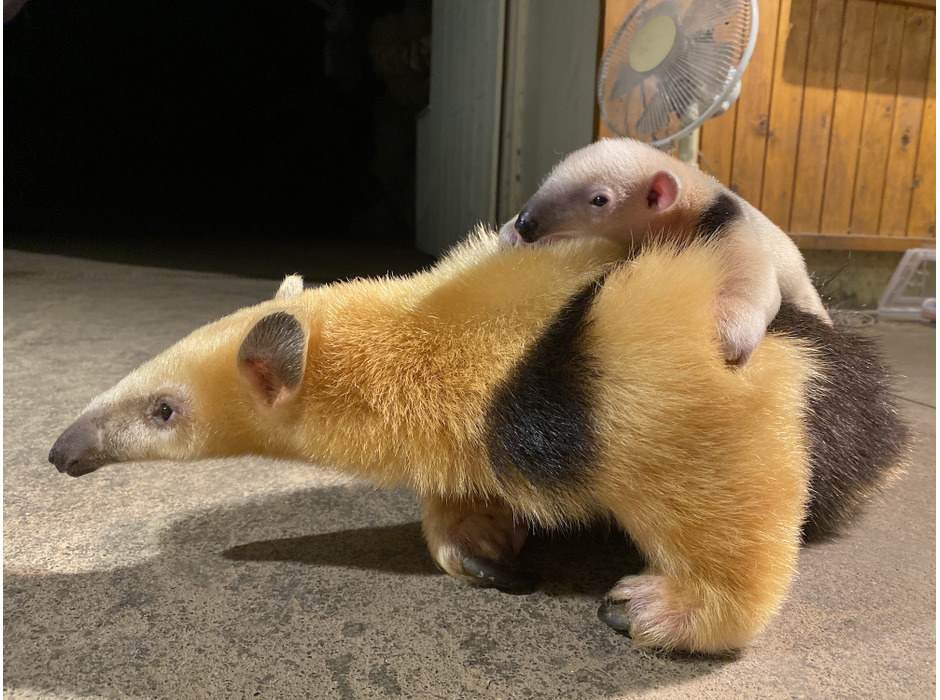 伊豆シャボテン動物公園でミナミコアリクイの赤ちゃん誕生