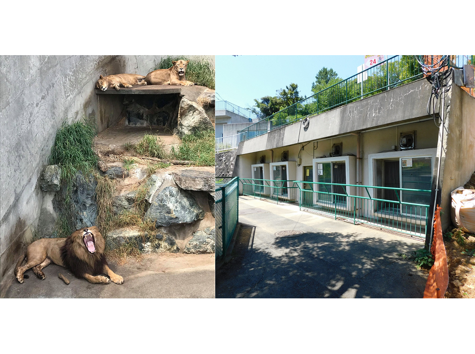 日立市かみね動物園、「猛獣舎」リニューアルに向けて、ふるさと納税を活用したクラウドファンディングを開始